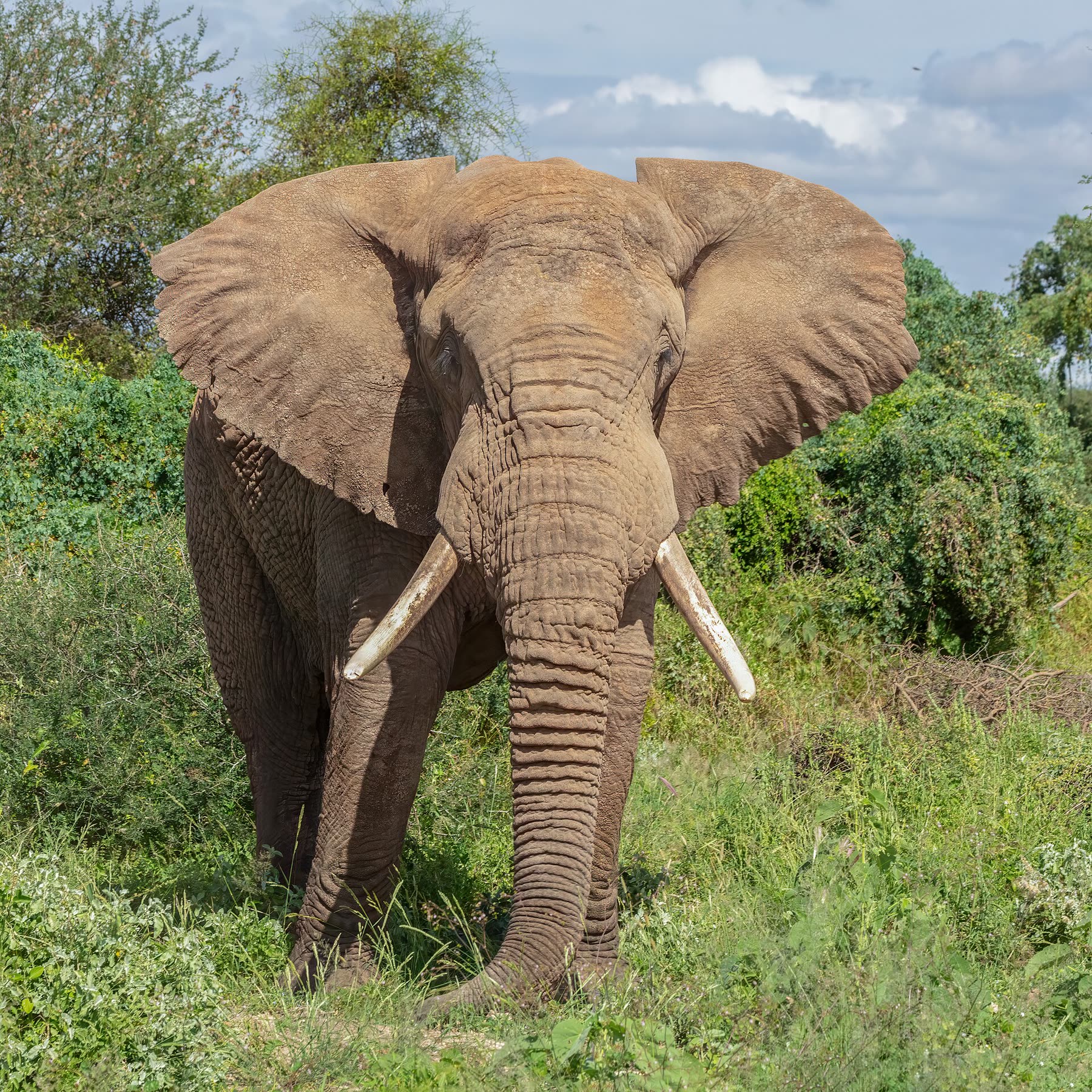 An elephant with long tusks facing the camera
