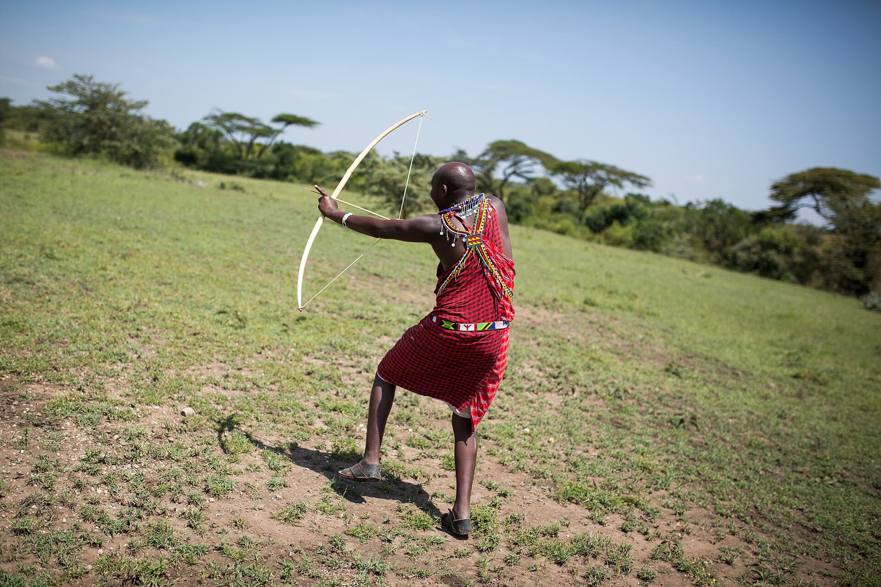 A Maasai guide drawing a traditional bow on open grassland
